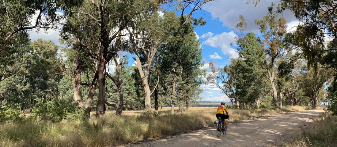 Shaded road on the route between Mendooran and Ballimore |  <i>Michele Eckersley</i>