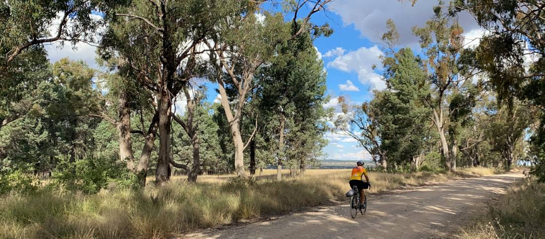 Shaded road on the route between Mendooran and Ballimore |  <i>Michele Eckersley</i>