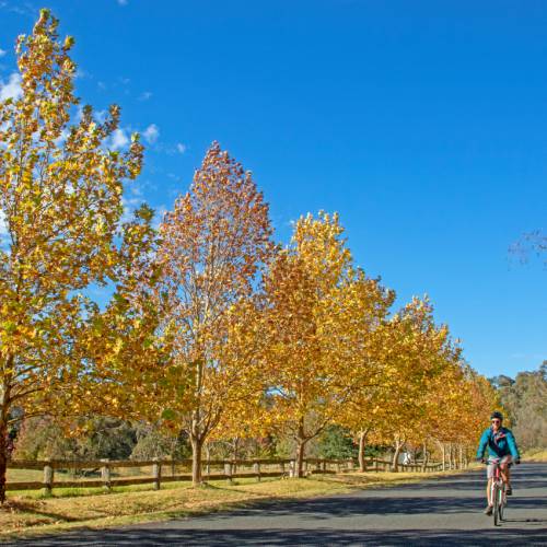 Southern Highlands