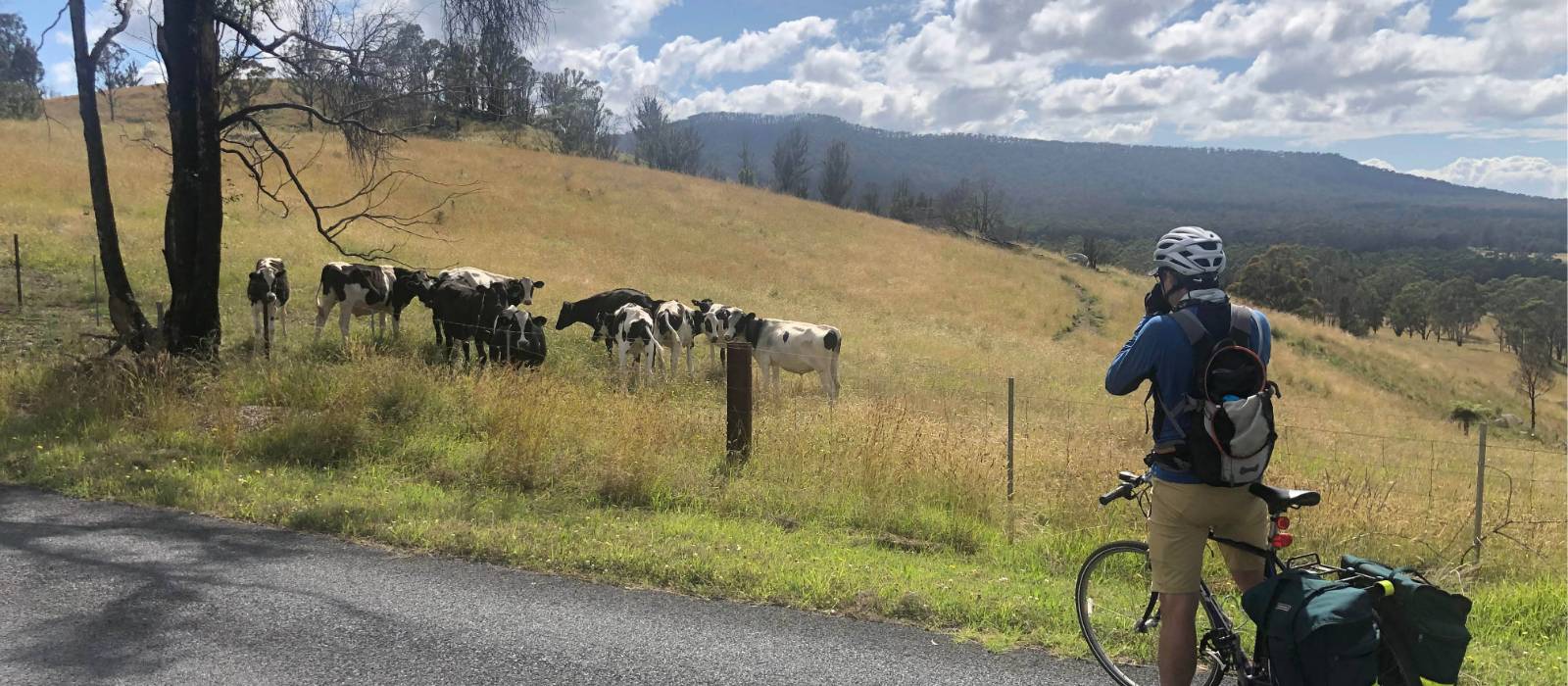 Stopping to look at cows on the Myrtle Mountain Road | Kate Baker