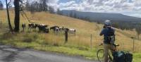 Stopping to look at cows on the Myrtle Mountain Road | Kate Baker