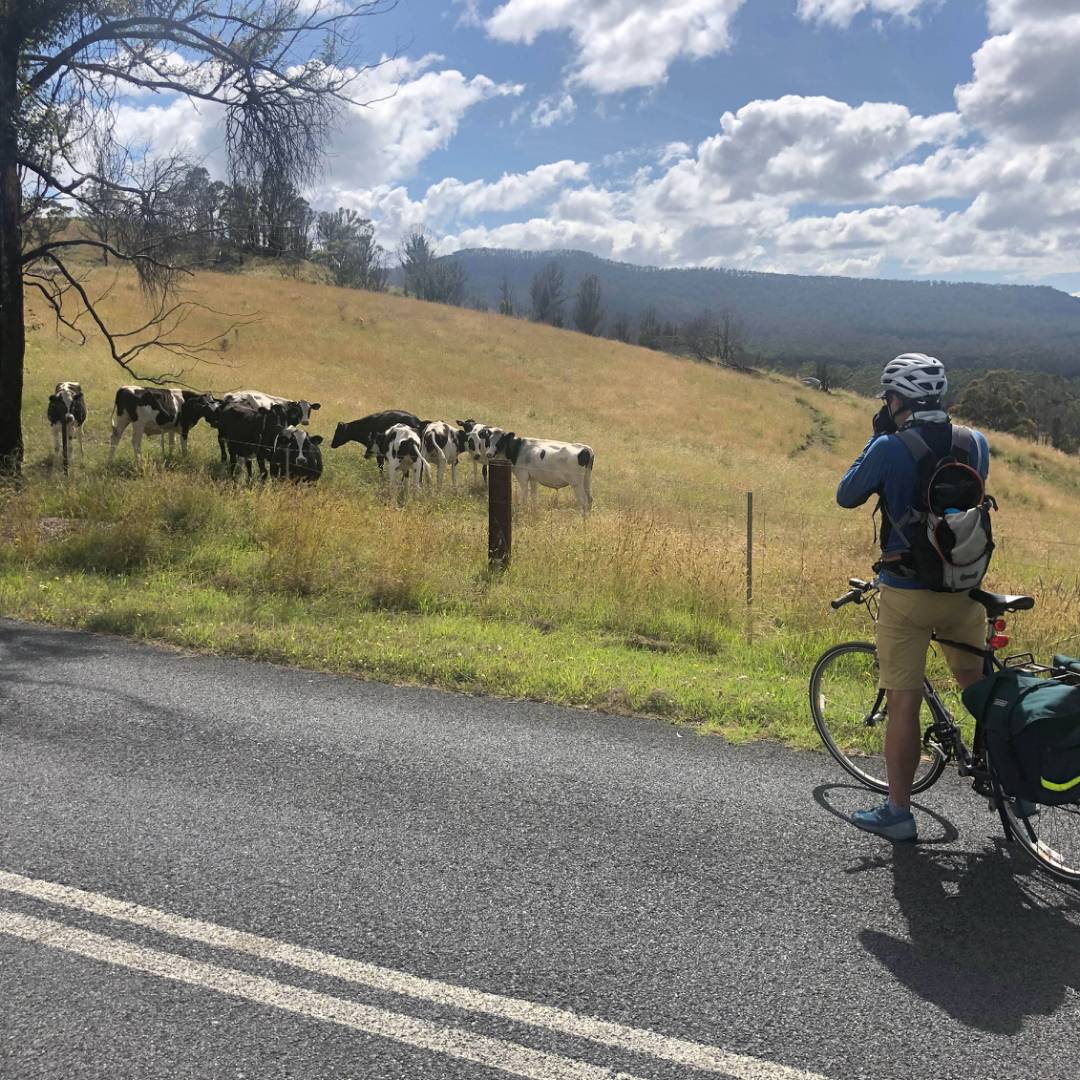 Stopping to look at cows on the Myrtle Mountain Road | Kate Baker