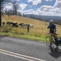 Stopping to look at cows on the Myrtle Mountain Road | Kate Baker