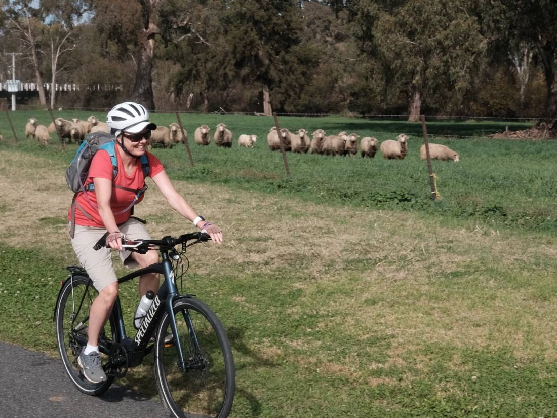 cycling past sheep on the CWCR |  <i>Ross Baker</i>