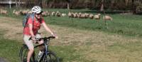 cycling past sheep on the CWCR | Ross Baker