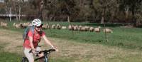cycling past sheep on the CWCR | Ross Baker