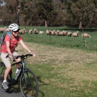 cycling past sheep on the CWCR | Ross Baker
