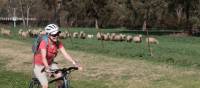 cycling past sheep on the CWCR | Ross Baker