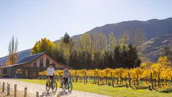 Biking Kinross Winery Gibbston,Miles Holden Cycling through the Gibbston Valley vineyards