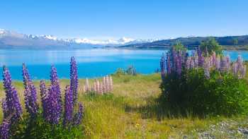 Lupins in Tekapo from Driver Brian,Brian Tekapo is a hot spot for Lupins