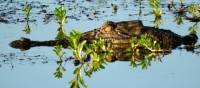 Salt water crocodile swimming in the Yellow Water Lagoon | Holly Van De Beek