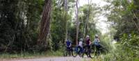 Experience the best of Australia's rainforest by bike