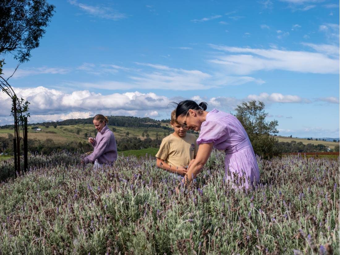 Pick your own lavender at the Pottique Lavender Farm.