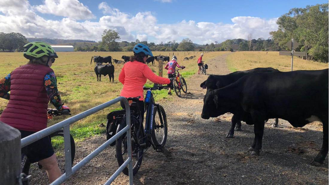 Meeting the local cows on the Brisbane Valley Rail Trail |  <i>Belinda Kenyon</i>