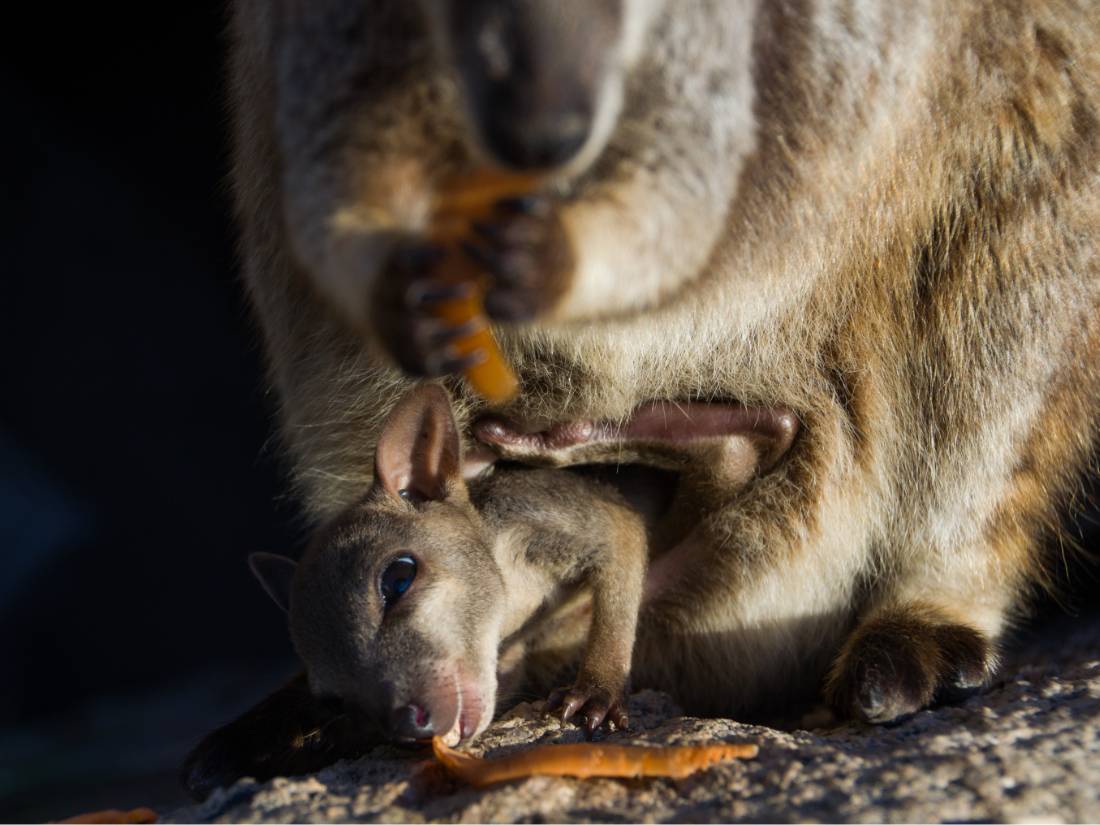 Cute rock wallaby joey hiding in a pouch on Magnetic Island