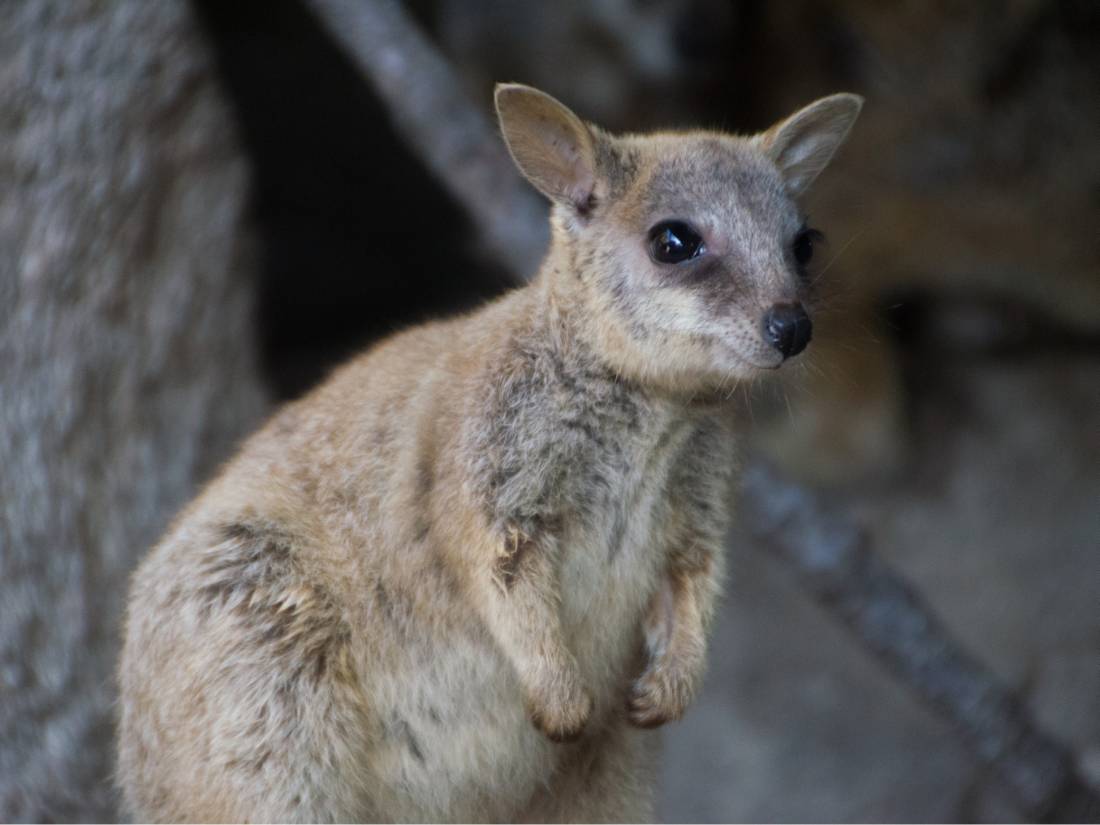Cute rock wallaby joey on Magnetic Island |  <i>Tourism & Events Queensland/Budd Photography</i>