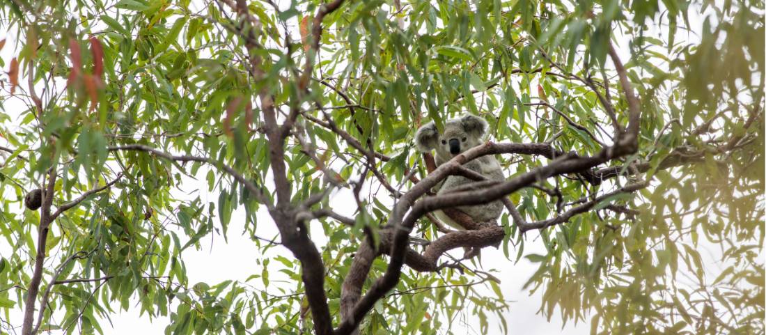 Find koalas on Magnetic Island