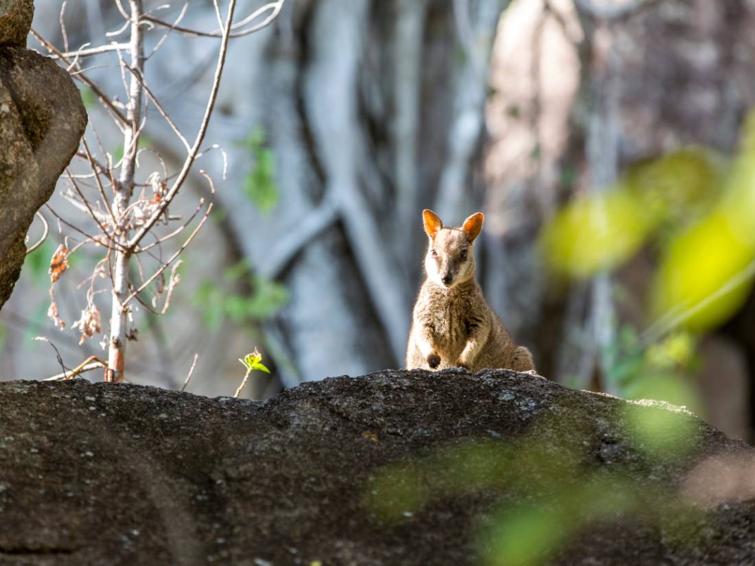 Rock wallaby on Magnetic Island