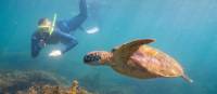 Snorkelling with sea turtles in the warm waters of Magnetic Island | Tourism and Events Queensland