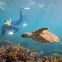 Snorkelling with sea turtles in the warm waters of Magnetic Island | Tourism and Events Queensland