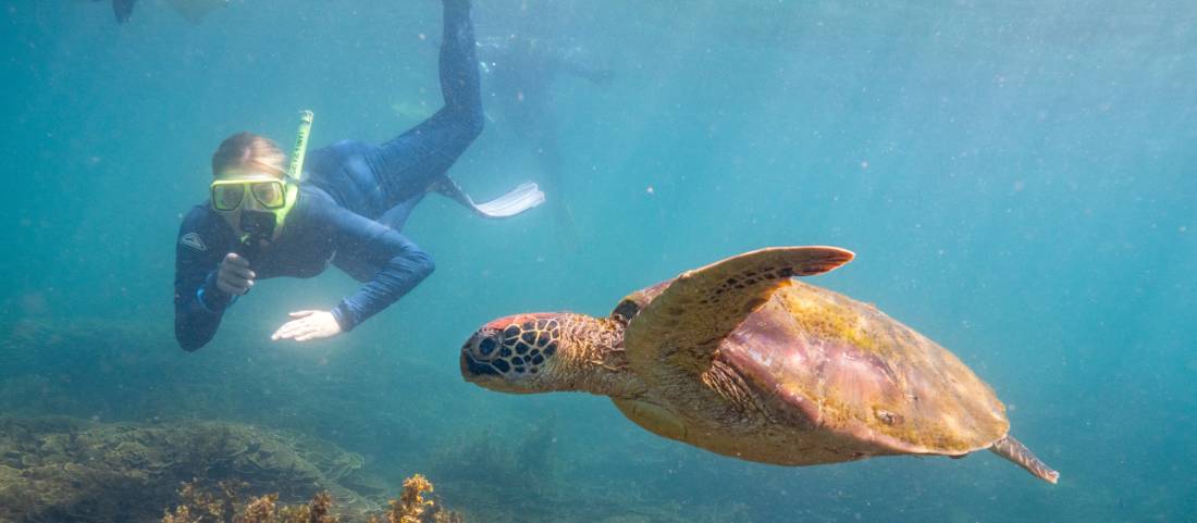 Snorkelling with sea turtles in the warm waters of Magnetic Island |  <i>Tourism and Events Queensland</i>