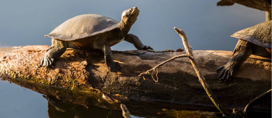 Sunbathing turtle in the Ross River