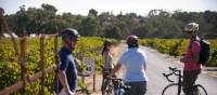 Meet up with friends and cycle the Barossa Trail | Matt Nettheim