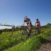 The Barossa Valley is a wonderful destination for a cycling tour | Kevin Anderson