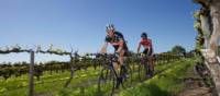 The Barossa Valley is a wonderful destination for a cycling tour | Kevin Anderson