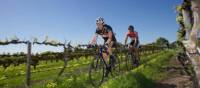 The Barossa Valley is a wonderful destination for a cycling tour | Kevin Anderson