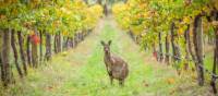 Meet friendly kangaroos in the Barossa Valley vineyards | Greg Snell