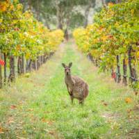 Meet friendly kangaroos in the Barossa Valley vineyards | Greg Snell