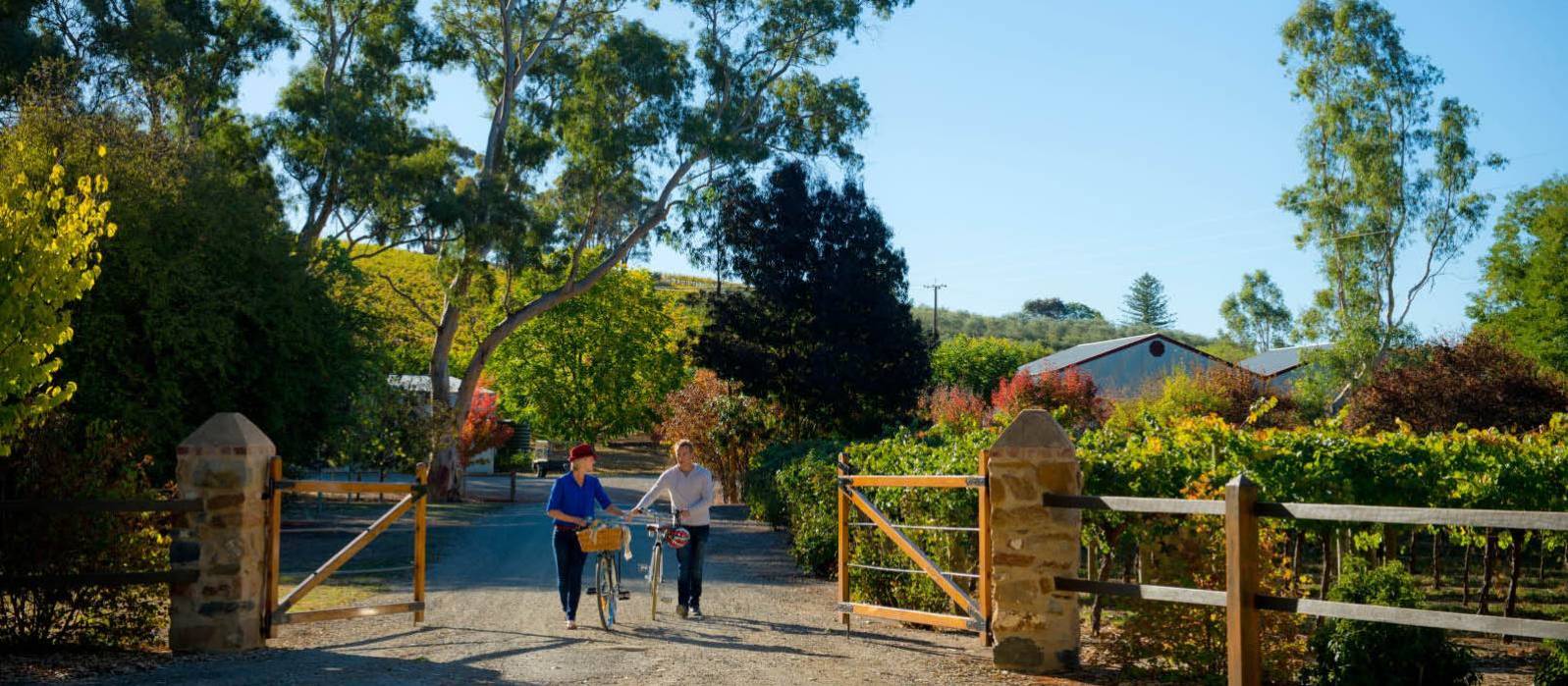 Cycling into Kilikanoon Wines in the Clare Valley