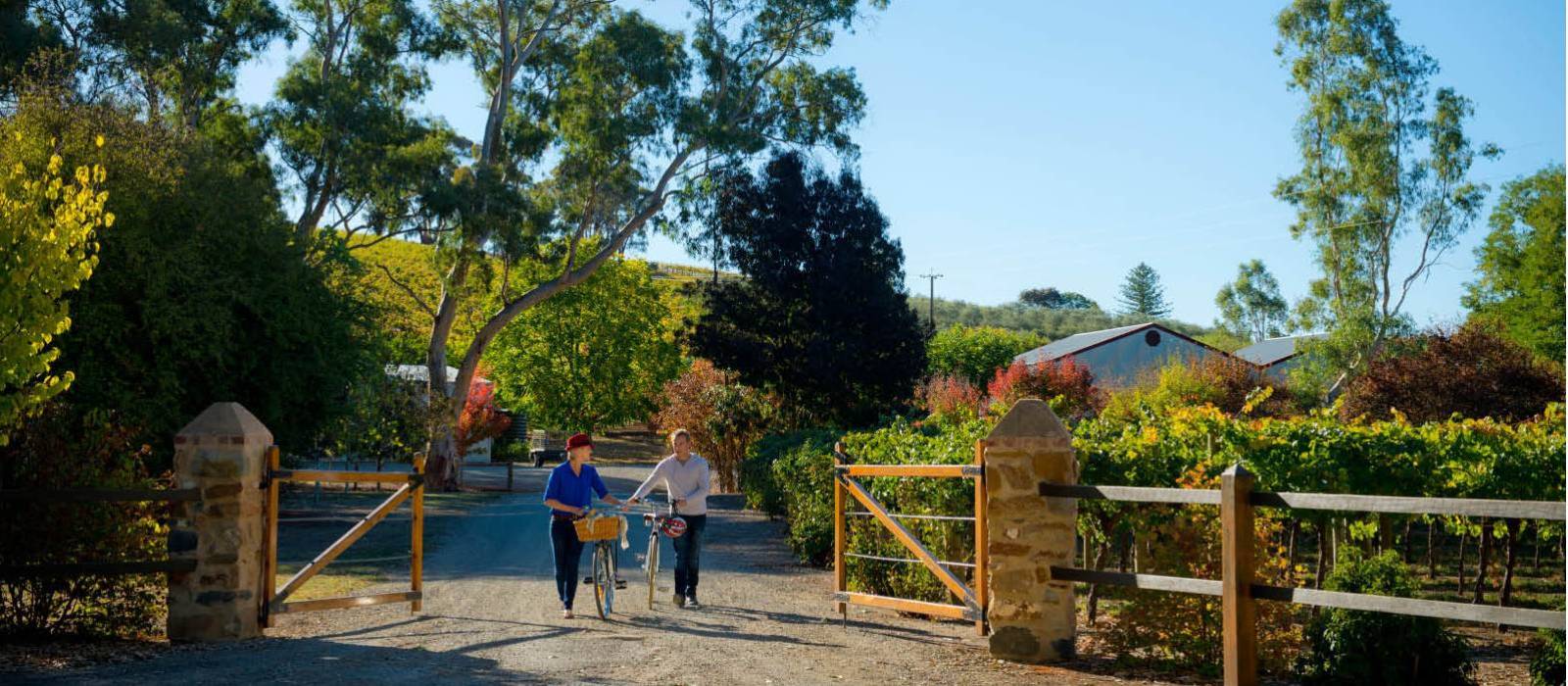 Cycling into Kilikanoon Wines in the Clare Valley