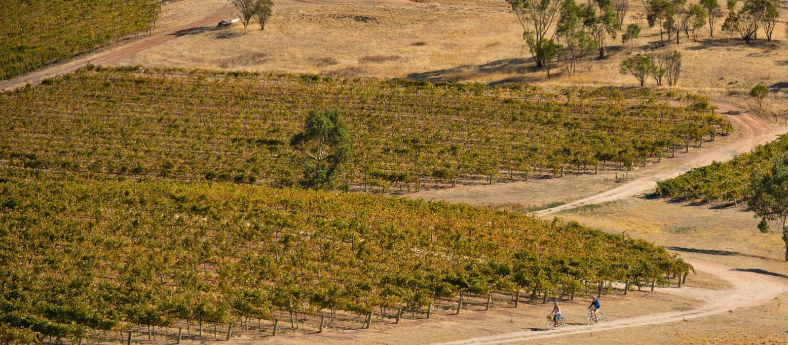 Riding the Riesling Trail in South Australia
