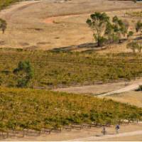 Riding the Riesling Trail in South Australia