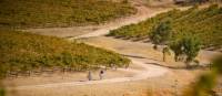 Riding the Riesling Trail in the Clare Valley