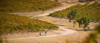 Riding the Riesling Trail in the Clare Valley