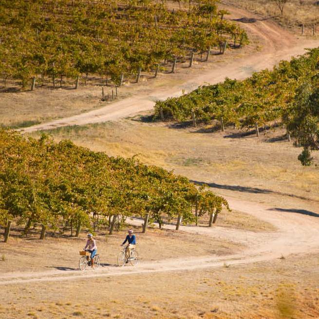 Riding the Riesling Trail in the Clare Valley