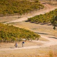 Riding the Riesling Trail in the Clare Valley