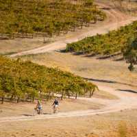 Riding the Riesling Trail in the Clare Valley