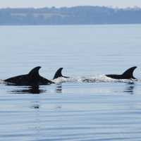 Spot dolphins