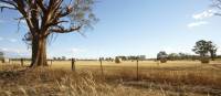 Cycle past classic Victorian high country landscapes near Rutherglen | Ewen Bell