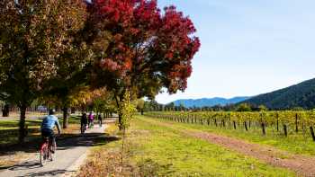 Cycling past a vineyard near Bright on the Murray to Mountains Rail Trail in Victoria | Josie Withers
