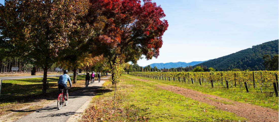 Cycling past a vineyard near Bright on the Murray to Mountains Rail Trail in Victoria |  <i>Josie Withers</i>