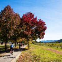 Cycling past a vineyard near Bright on the Murray to Mountains Rail Trail in Victoria | Josie Withers