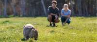 Admire wombats