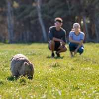 Admire wombats