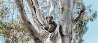 Spot koalas on Raymond Island in East Gippsland | Everyday Nicky