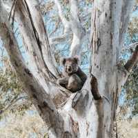 Spot koalas on Raymond Island in East Gippsland | Everyday Nicky